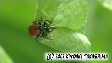 0608otosibumi2