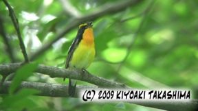 0614kibitaki
