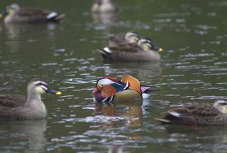DSC_1011