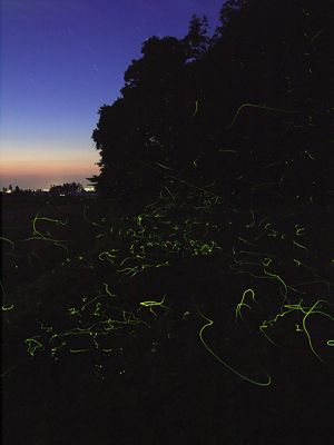 hotaru0625