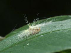 IMG_4596