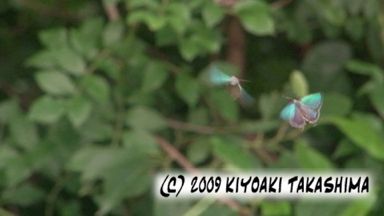 midori0706