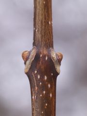 P2272719