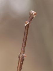 P2272735