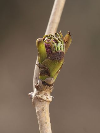 P2272786
