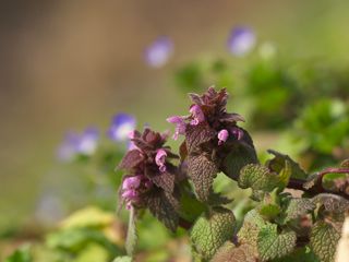 P3104267