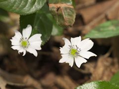 P3185247