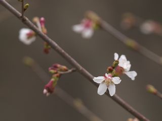 P3246430