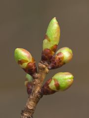 P4078277