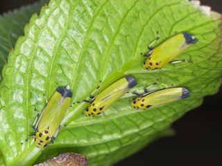 P4139855