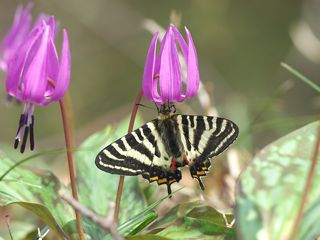 P4190911