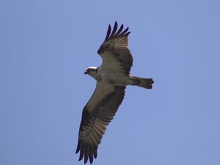 P4302832