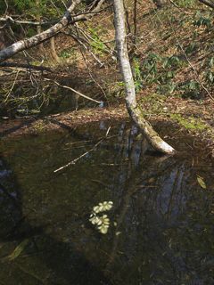 P4302840