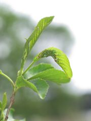 P5074533