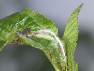 P5074535