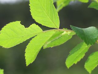 P5074569