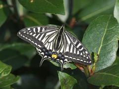 P5084742