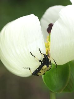 P5114931