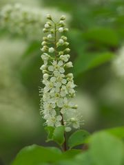 P5125268