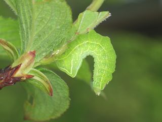 P5175432