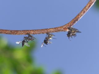 P5185836