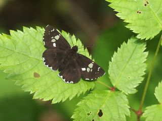 P5216754