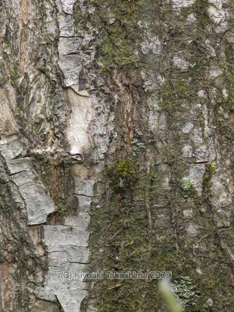 P5267584