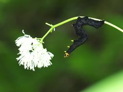 P5267638