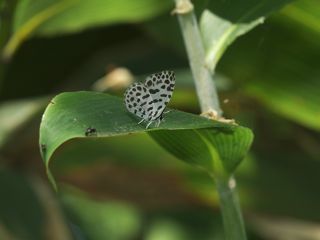 P6190025