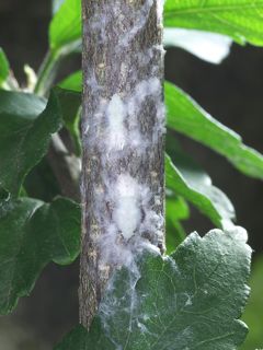 P7152733