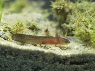 P7273506