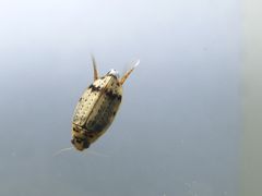P7293669
