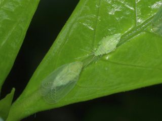 P8034000