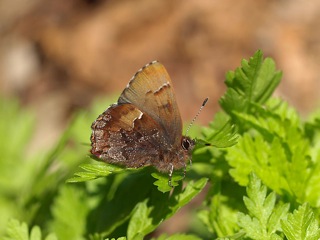 P4069397