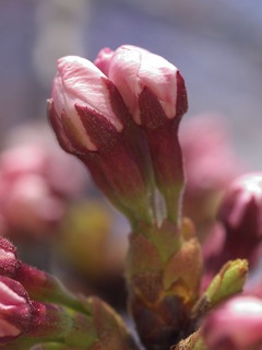 P4099580