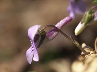 P4069385