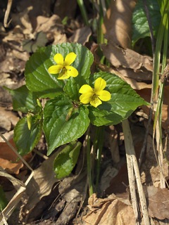 P4059326