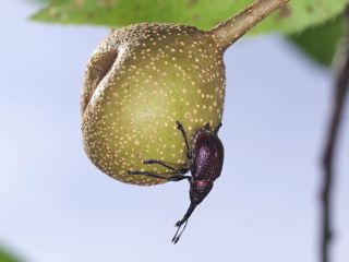 P7217338
