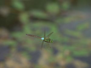 P7309238