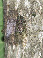 P7309249