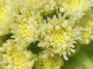 P4139706