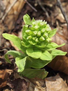 P4139666