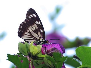 P8082331