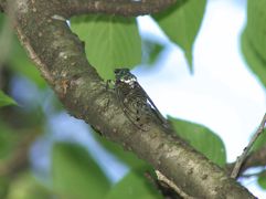 P8133091