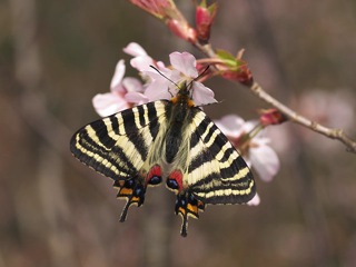 P4160151