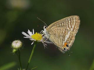 PA139134