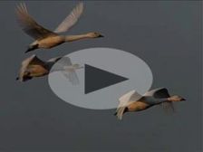 swan
