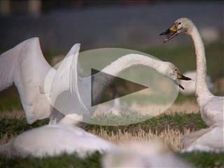 swan1016