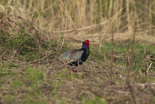 DSC_9083