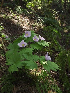 P4210507
